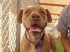 Adopt PENNY a Pit Bull Terrier, Mixed Breed