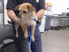 Adopt A4965213 a Brussels Griffon, Mixed Breed