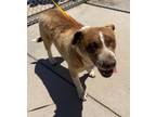 Adopt DELLA a Labrador Retriever, Australian Shepherd