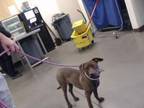 Adopt ANRI a Lakeland Terrier, Mixed Breed