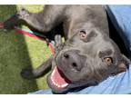Adopt BLOOM a Pit Bull Terrier, Mixed Breed