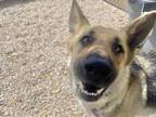 Adopt CINNAMON a German Shepherd Dog