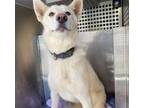 Adopt MOCHI a Siberian Husky