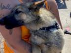 Adopt MACY a German Shepherd Dog