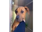 Adopt LIMA a Pit Bull Terrier, Mixed Breed