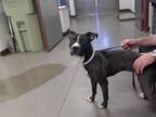 Adopt LOU a Pit Bull Terrier