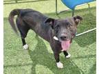 Adopt RAVEN a Pit Bull Terrier