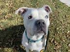 Adopt BEBE a Pit Bull Terrier