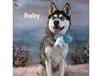 Adopt Ruby a Husky