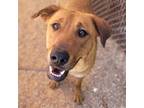 Adopt FIREFLY* a Pit Bull Terrier, Mixed Breed