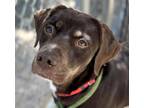 Adopt COCOA* a Pit Bull Terrier, Mixed Breed