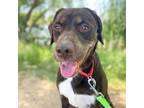 Adopt COCOA* a Pit Bull Terrier, Mixed Breed