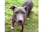 Adopt CAKE* a Pit Bull Terrier, Mixed Breed