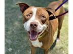 Adopt LINDSEY* a Pit Bull Terrier, Mixed Breed