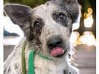 Adopt SANDY a Australian Shepherd