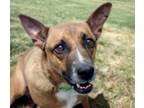 Adopt LUCY a German Shepherd Dog, Mixed Breed