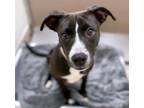 Adopt SHADOW a Pit Bull Terrier, Mixed Breed