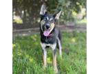 Adopt TATUM a German Shepherd Dog, Mixed Breed