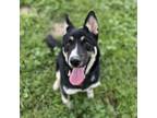 Adopt PISTOL a Australian Kelpie, Mixed Breed