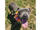 Adopt CADENCE a Pit Bull Terrier, Mixed Breed