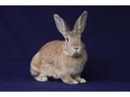 Adopt Dahlia a Bunny Rabbit