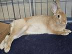 Adopt Dahlia a Bunny Rabbit