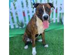 Adopt CALI a Boxer, Pit Bull Terrier