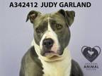 Adopt JUDY GARLAND a Pit Bull Terrier