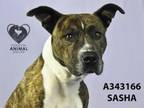 Adopt SASHA a Pit Bull Terrier