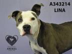 Adopt LINA a Pit Bull Terrier