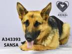 Adopt SANSA a German Shepherd Dog
