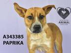 Adopt PAPRIKA a Australian Cattle Dog / Blue Heeler, Mixed Breed