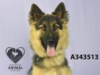 Adopt A343513 a German Shepherd Dog