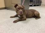 Adopt Dog a Pit Bull Terrier, Mixed Breed