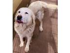Adopt Dog a Great Pyrenees