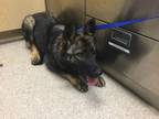 Adopt Dog a German Shepherd Dog