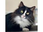 Adopt Fluff a Domestic Long Hair