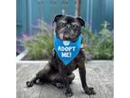 Adopt Lucy Goosey a Pug