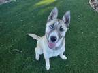 Adopt LANAI a Siberian Husky, Mixed Breed