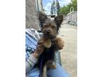 Adopt NALA a Yorkshire Terrier