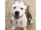 Adopt DOLLY a Pit Bull Terrier