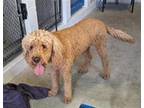 Adopt A686916 a Poodle, Mixed Breed
