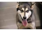 Adopt Linden a Siberian Husky