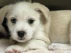 Adopt CHANEL a Cairn Terrier, Labrador Retriever
