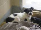 Adopt DOTTY a Boston Terrier, Mixed Breed