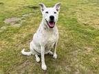 Adopt SPLENDA a Pit Bull Terrier, Australian Cattle Dog / Blue Heeler