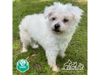 Adopt COOKIE a Poodle, Mixed Breed