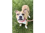 Adopt LACEY a Pit Bull Terrier, Mixed Breed