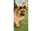 Adopt DELILAH a German Shepherd Dog