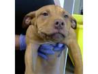 Adopt IZZY a Pit Bull Terrier